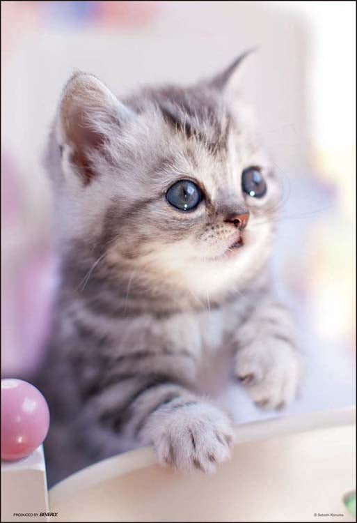 動物類 - 早上好♪ 300塊 (26×38cm)