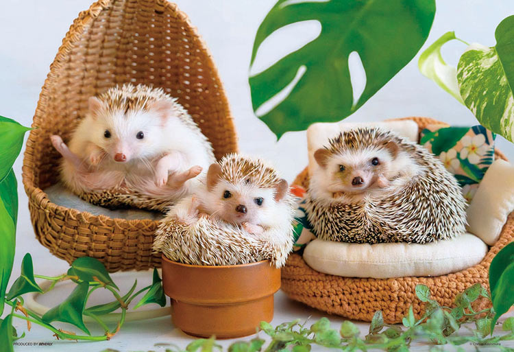 動物類 - 刺蝟的快樂時光 300塊 (26×38cm)