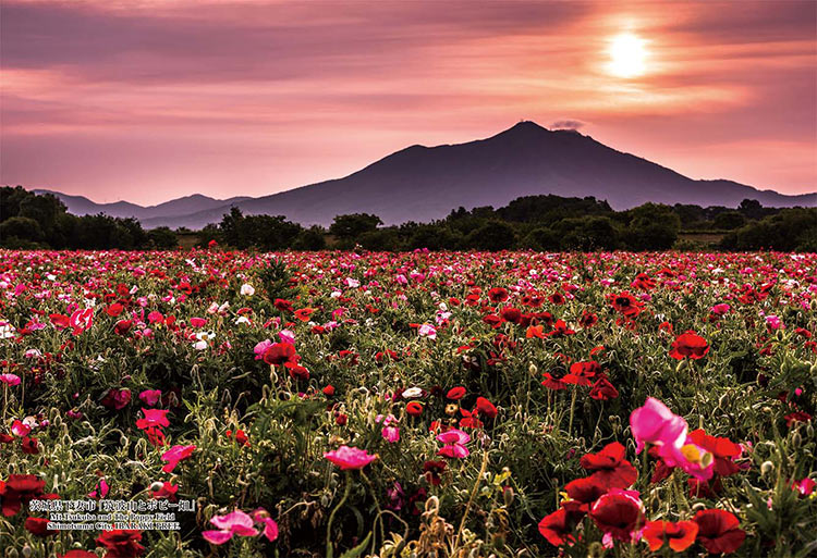 日本風景 - 筑波山山腳下的罌粟花田 300塊 (26×38cm)