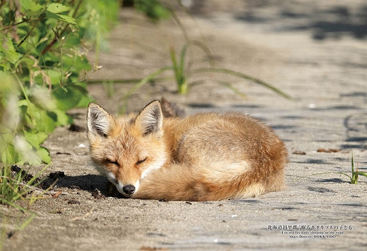 動物類 - 熟睡的赤狐寶寶 300塊 (26×38cm)