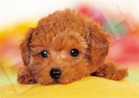 動物類 - 你不去玩嗎? 108塊 (18.2×25.7cm)