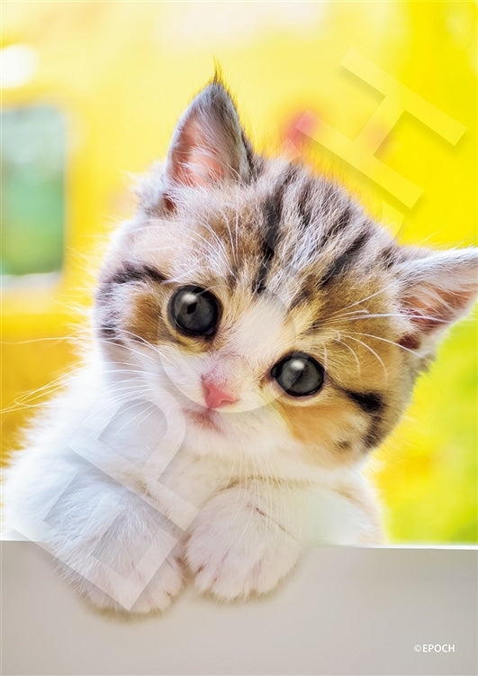 動物類 - 可憐的貓貓 108塊 (18.2×25.7cm)