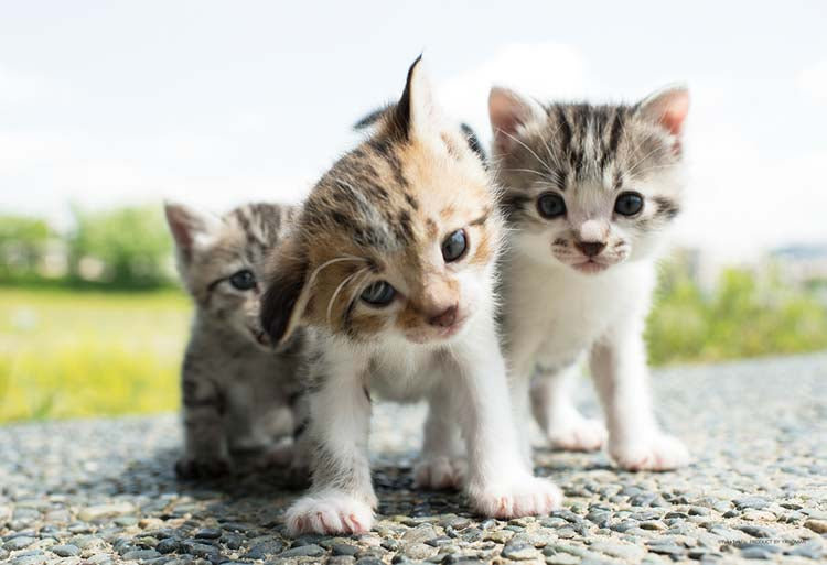 (特大尺寸) 動物類 - 為什麼為什麼? 108塊 (26×38cm)