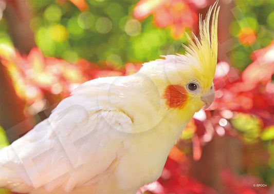 動物類 - 好奇的玄鳳鸚鵡 108塊 (18.2×25.7cm)