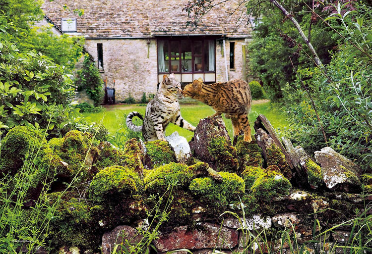 岩合光昭 - 豹貓:克勞斯和阿列蒂 300塊 (26×38cm)