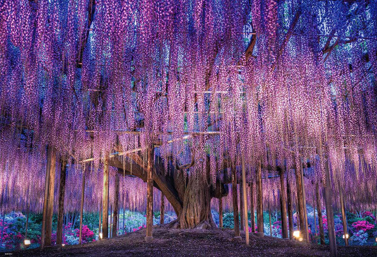 日本風景 - 藤花幻想 1000塊 (49×72cm)