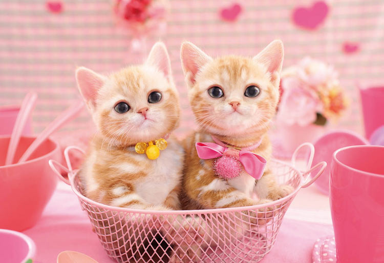 動物類 - 美國短毛貓姊妹 300塊 (26×38cm)