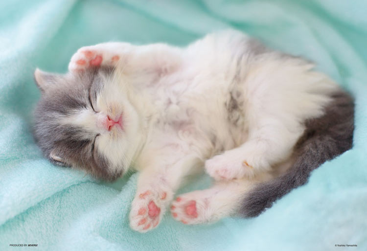 動物類 - 晚安,小肉球 300塊 (26×38cm)