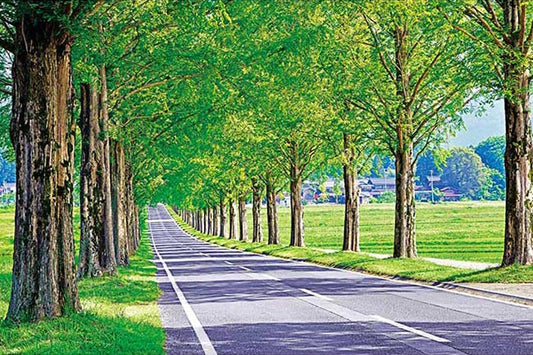 日本風景 - 水杉林蔭大道 1000塊 (50×75cm)