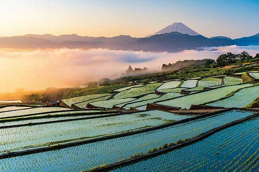 日本風景 - 日出時的藤戶梯田 1000塊 (50×75cm)