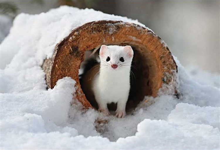 動物類 - 森林仙子貂 300塊 (26×38cm)