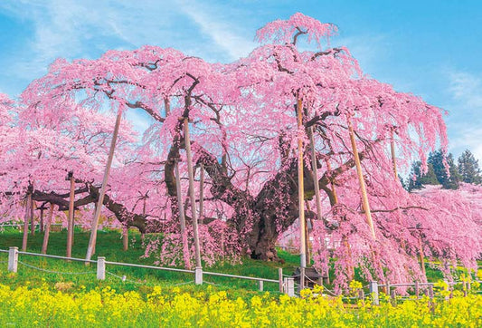 日本風景 - 三春瀧櫻 1000塊 (49×72cm)