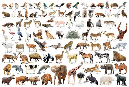 動物類 - 動物系列 1000塊 (49×72cm)