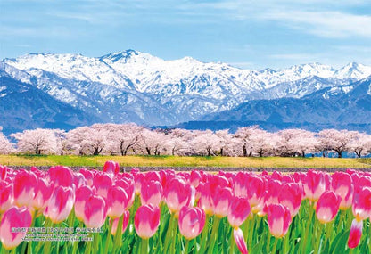 日本風景 - 富山縣新川郡「春之四重奏」 300塊 (26×38cm)