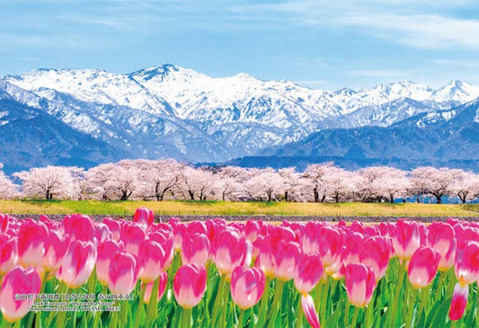 日本風景 - 富山縣新川郡「春之四重奏」 300塊 (26×38cm)