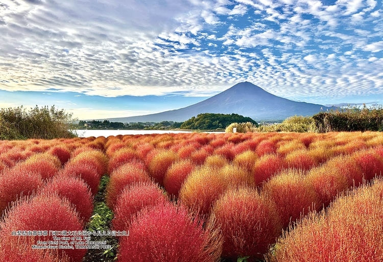 日本風景 - 從大石公園眺望富士山(河口湖) 300塊 (26×38cm)