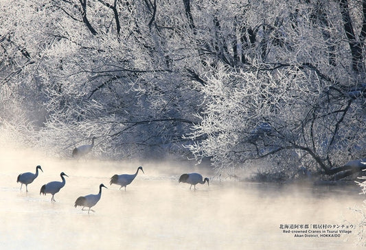 日本風景 - 北海道阿寒郡鶴井村的丹頂鶴 300塊 (26×38cm)