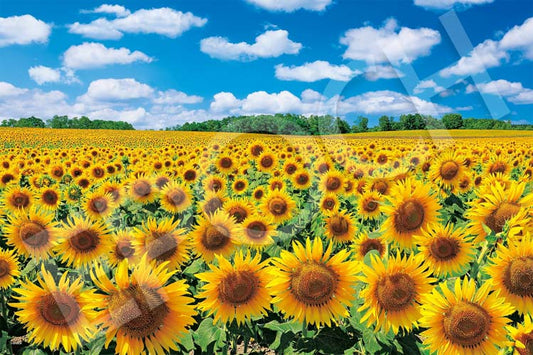 日本風景 - 北海道陽光下的向日葵 1000塊 (50×75cm)