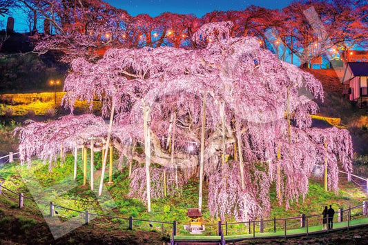 日本風景 - 三春瀧櫻 (福島) 1000塊 (50×75cm)