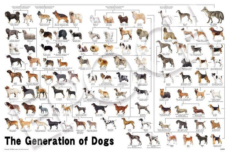 動物類 - 狗狗家族圖 1000塊 (50×75cm)