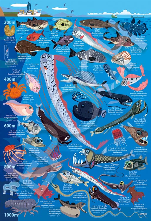 (特大尺寸)動物類 -  深海生物百科全書 深度200-1000公尺 100塊 (26×38cm)