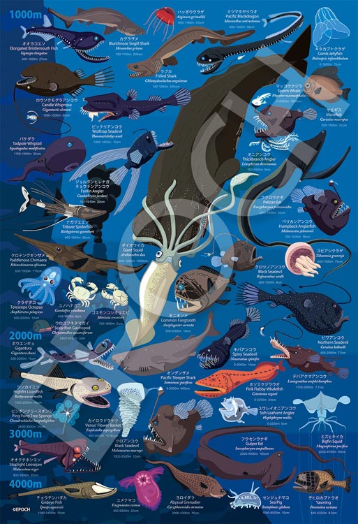 (特大尺寸)動物類 -  深海生物百科全書 深度 1000-4000公尺 100塊 (26×38cm)