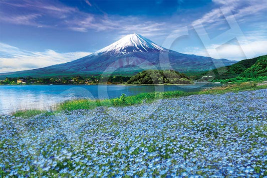 日本風景 - 富士山盛開的Nemophila 1000塊 (50×75cm)