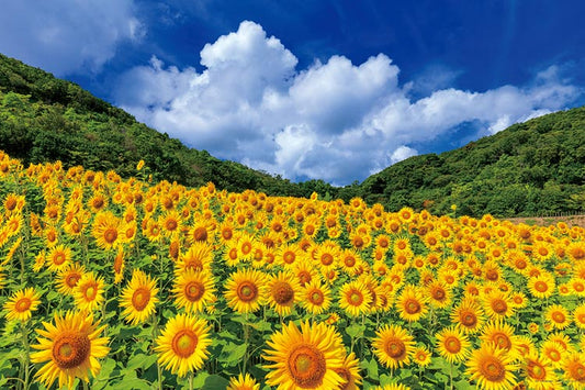 日本風景 - 夏日波光粼粼的向日葵 1000塊 (50×75cm)