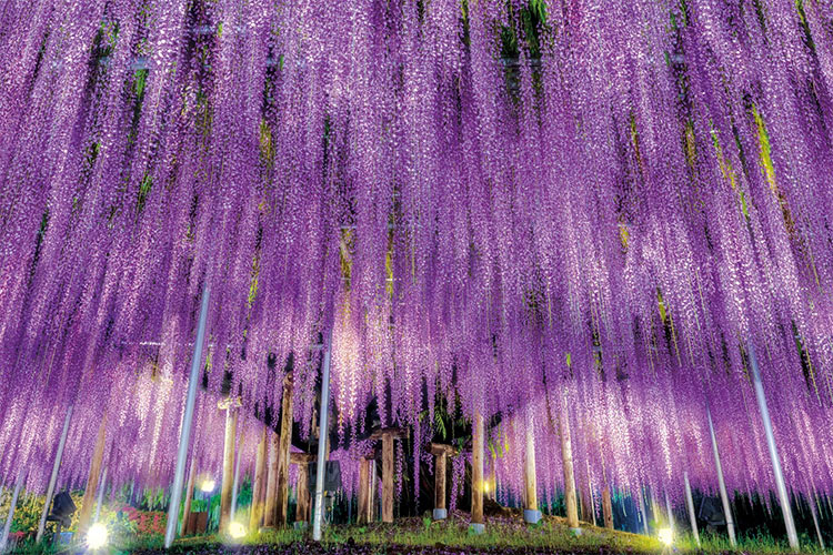 日本風景 - 紫藤花物語 1000塊 (50×75cm)