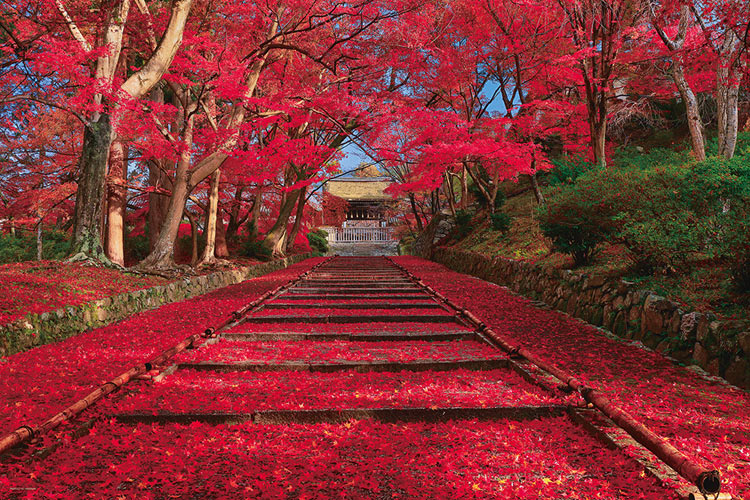 日本風景 - 秋色之紅葉参道 1000塊 (50×75cm)