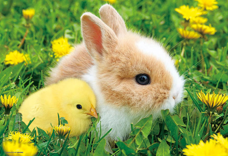 動物類 - 兔兔與小雞 300塊 (26×38cm)