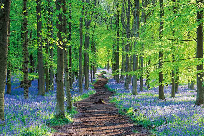 英國風景 - 風信子 1000塊 (50×75cm)