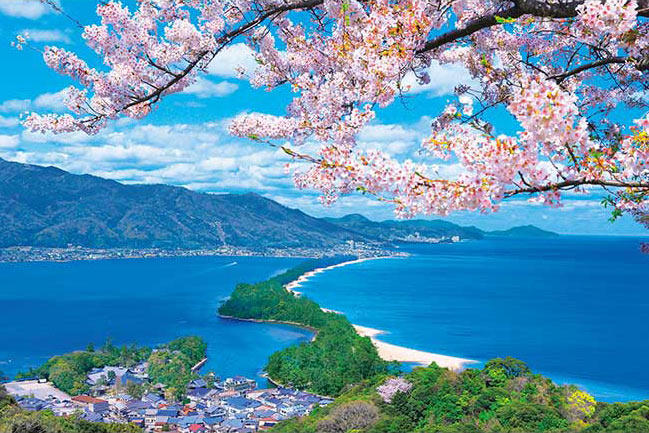 日本風景 - 櫻花盛放於天橋立 1000塊 (50×75cm)