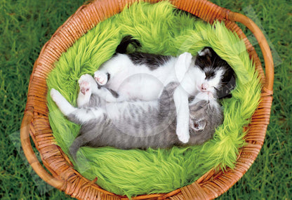 動物類 - 初生小貓抱著睡覺 300塊 (26×38cm)