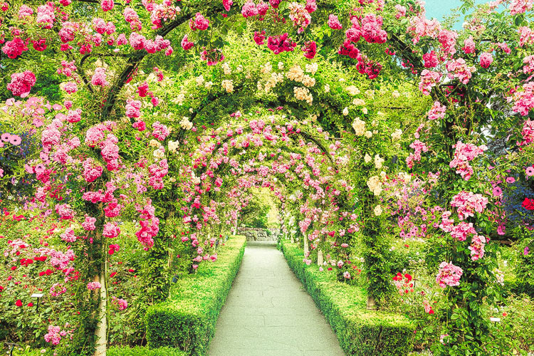 (迷你尺寸) 加拿大風景 - 布查德花園 2016塊 (50×75cm)