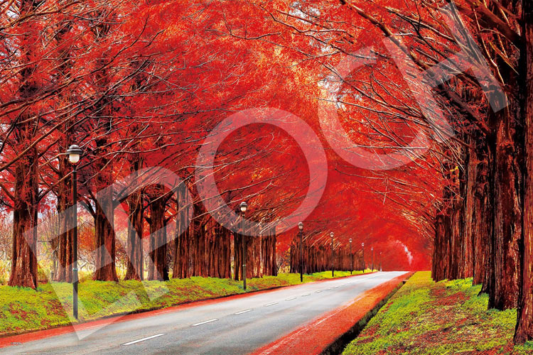 日本風景 - 秋色水杉林蔭路 1000塊 (50×75cm)
