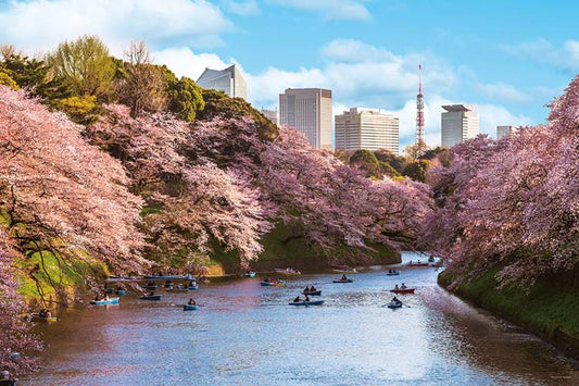 日本風景 - 千鳥淵賞櫻 1000塊 (50×75cm)