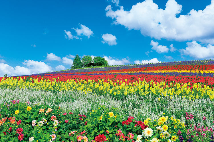 日本風景 - 富良野彩色鮮花山 1000塊 (50×75cm)