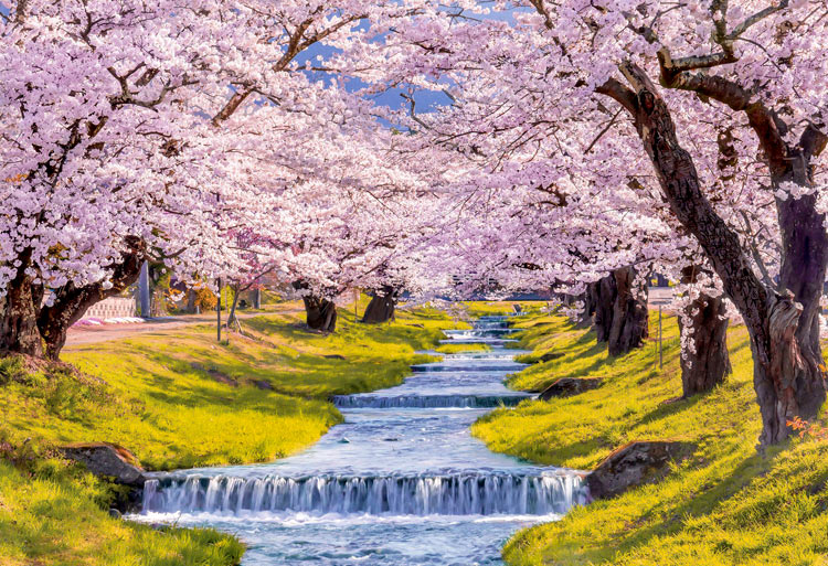 日本風景 - 觀音寺川之櫻 300塊 (26×38cm)