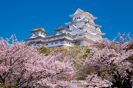 日本風景 - 櫻花盛開在兵庫姬路城 1000塊 (50×75cm)