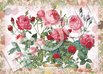 Pierre Redouté - 誘人的玫瑰 500塊 (38×53cm)