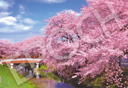 日本風景 - 新河岸川的櫻花 300塊 (26×38cm)